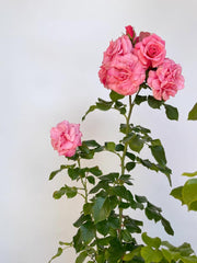 Blütendolde mit mehreren rosa Blüten der Strauchrose Dornröschen Sababurg