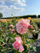 Nahaufnahme der rosa gefüllten Blüten der Bodendeckerrose The Fairy mit grünem Laub in der Sonne