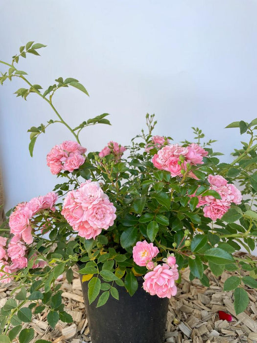 Rosa gefüllte Blüten der Bodendeckerrose The Fairy mit grünem Laub