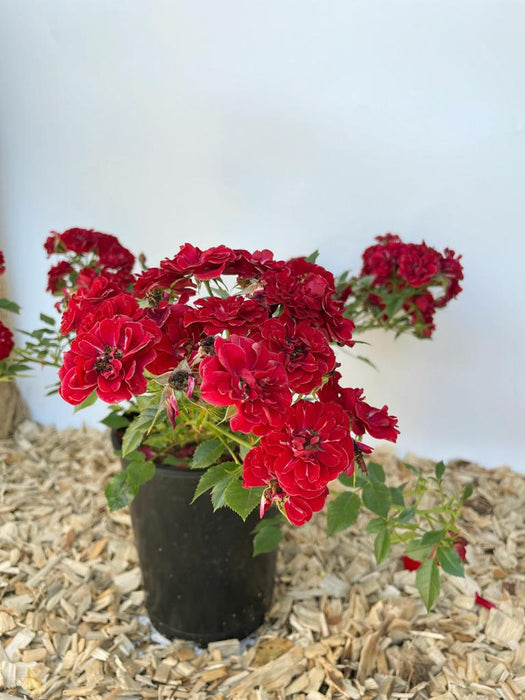 Bodendeckerrose Fairy Red 92 als kleine Topfpflanze auf Holzspänen mit schwarzem Topf, vielen roten Blüten und grünen Blättern