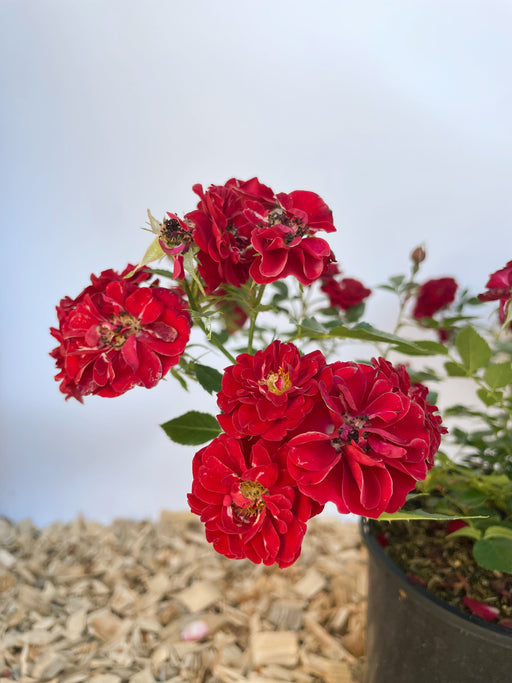 Bodendeckerrose Fairy Red 92 mit roter Blüte