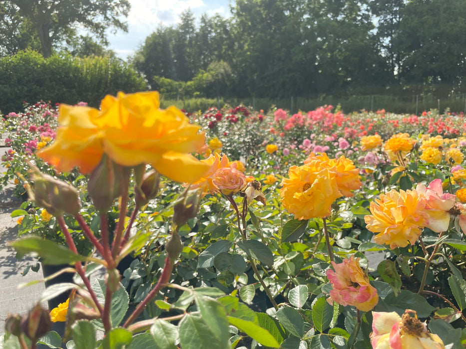 Gelbe Blüten der Beetrose Goldmarie 82 in der Sonne im Rosenbeet