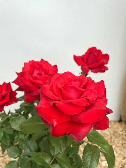 Rote Blüte der Edelrose Grande Amore mit grünen Blättern im Topf in Nahaufnahme