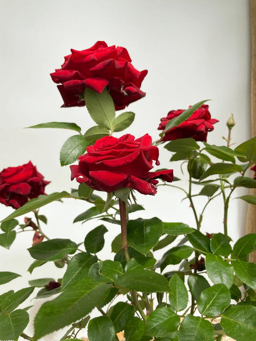 Tiefrote Blüten der Edelrose Ingrid Bergmann in Nahaufnahme mit kleinen grünen Blättern