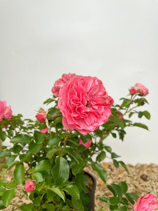 Beetrose Leonardo da Vinci mit pinker Blüte und grünen Blättern als kleine Topfpflanze vor weißem Hintergrund