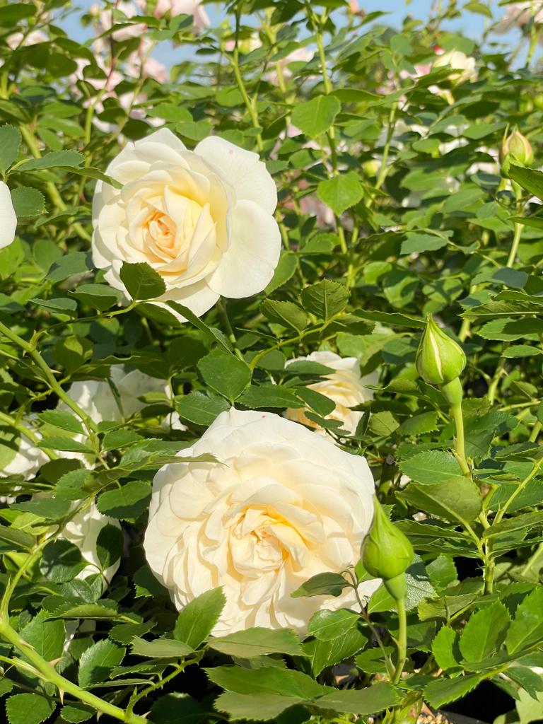 Cremefarbene Blüten der Kleterrose New Dawn in einem Rosenbeet mit weiteren Blüten und vielen Zweigen im Hintergrund im Sonnenlicht