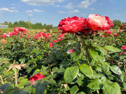 Zwei rosa-weiße Blüten der Edelrose Nostalgie in Nahaufnahme in einem Rosenbeet in der Sonne mit blauem Himmel