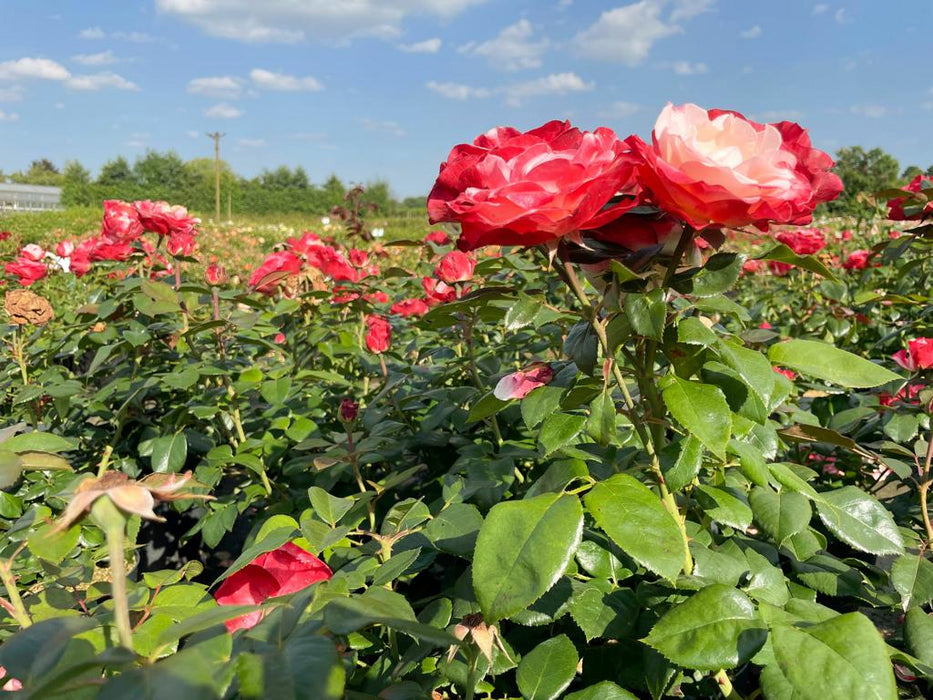 Zwei rosa-weiße Blüten der Edelrose Nostalgie in Nahaufnahme in einem Rosenbeet in der Sonne mit blauem Himmel