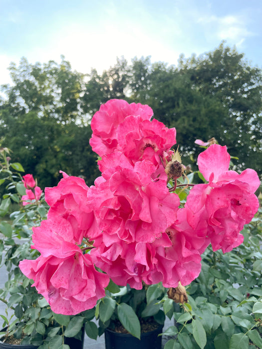 Rosa Blüten der Strauchrose Romanze vor blauem Himmel