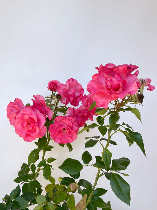 Mehrere gefüllte rosa Blüten der Strauchrose Romanze