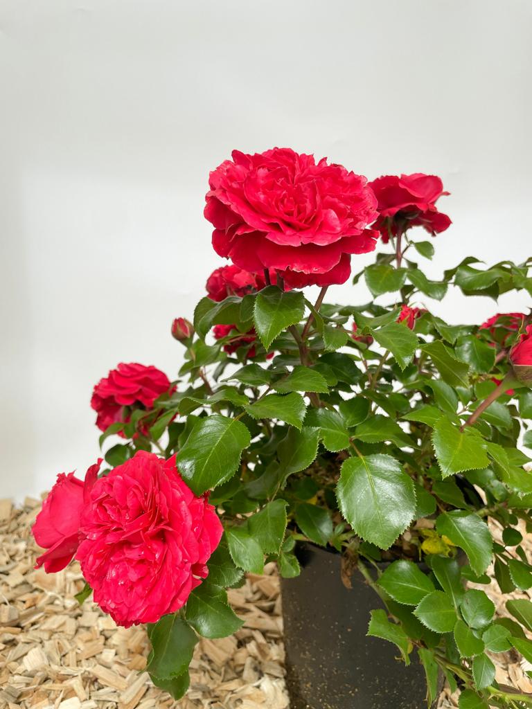 Rote Blüte der Beetrose Leonardo da Vinci mit grünen Blättern