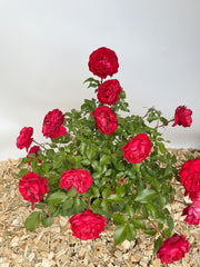 Beetrose Rouge Meilove mit gefüllten roten Blütenund kleinen grünen Blättern als Topfpflanze von oben vor weißem Hintergrund