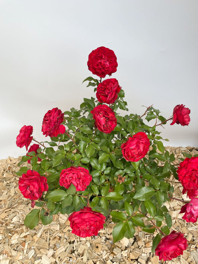 Beetrose Rouge Meilove mit gefüllten roten Blütenund kleinen grünen Blättern als Topfpflanze von oben vor weißem Hintergrund