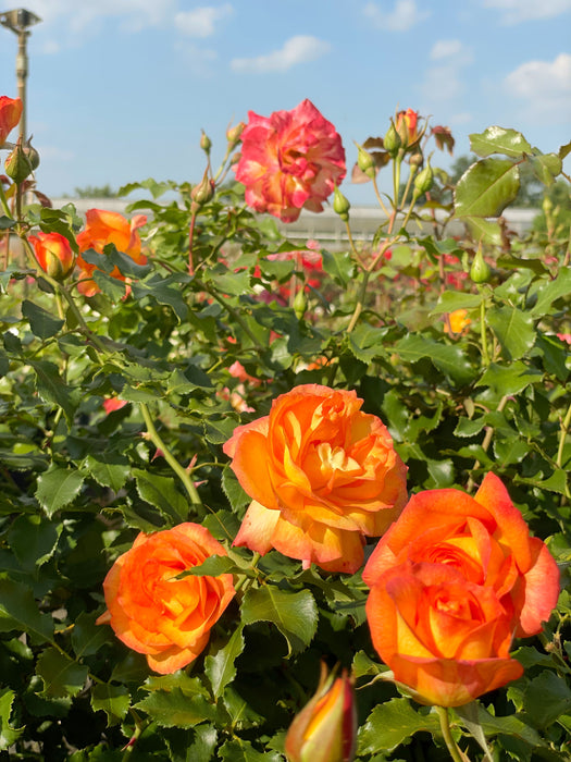 Orangene Blüten der Strauchrose Sahara in einem Rosenbeet mit vielen grünen Zweigen vor blauem Himmel