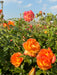 Orangene Blüten der Strauchrose Sahara in einem Rosenbeet mit vielen grünen Zweigen vor blauem Himmel