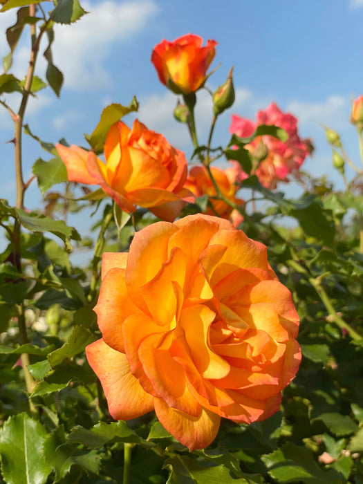 Nahaufnahme einer orangenen Blüte der Strauchrose Sahara in einem Rosenbeet mit vielen grünen Zweigen vor blauem Himmel