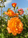 Nahaufnahme einer orangenen Blüte der Strauchrose Sahara in einem Rosenbeet mit vielen grünen Zweigen vor blauem Himmel