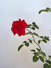 Eine rote Blüten der Kleterrose Santana mit grünen Blättern in Nahaufnahme vor weißer Wand