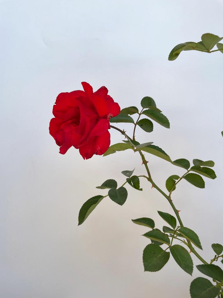 Eine rote Blüten der Kleterrose Santana mit grünen Blättern in Nahaufnahme vor weißer Wand