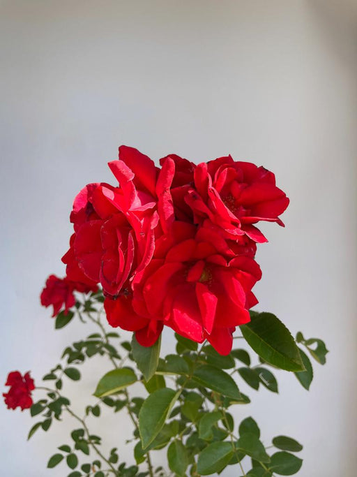 Blüte der Kleterrose Santana als kleine Topfpflanze mit roten Blüten und grünen Blättern vor weißem Hintergrund