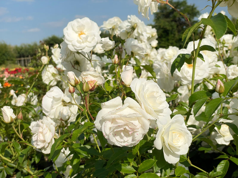 weiße Blüten der Strauchrose Schneewittchen in einem Rosenbeet vor blauem Himmel