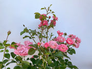 Bodendeckerrose Sommerwind als Topfpflanze mit rosa Blüten und grünen Blättern