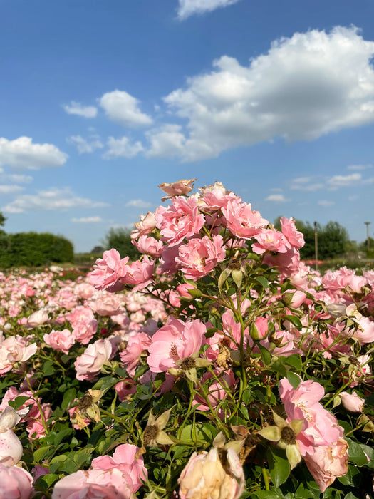 Viele rosa Blüten der Bodendeckerrose Sommerwind mit grünen Blättern