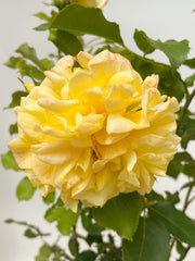 Gelbe Blüte der Edelrose Sterntaler in Nahaufnahme mit grünen Blättern