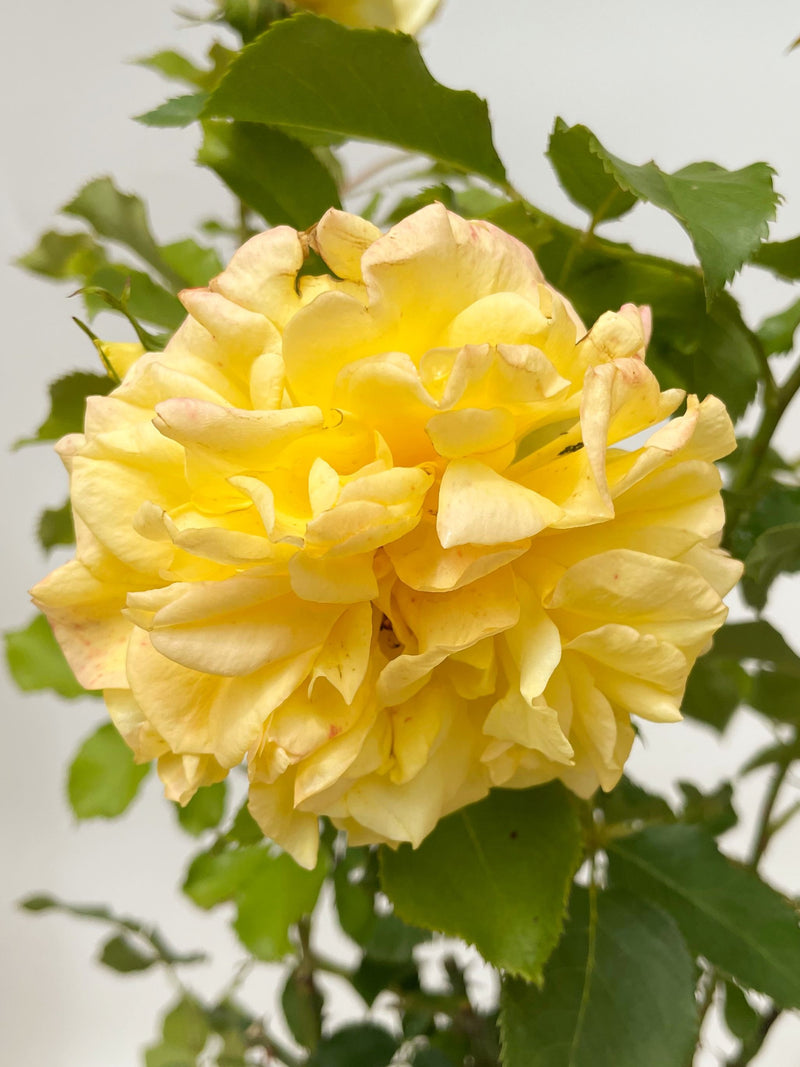 Gelbe Blüte der Edelrose Sterntaler in Nahaufnahme mit grünen Blättern