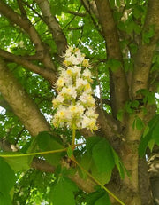 Blüte einer Rosskastanie