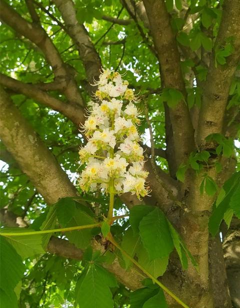 Blüte einer Rosskastanie