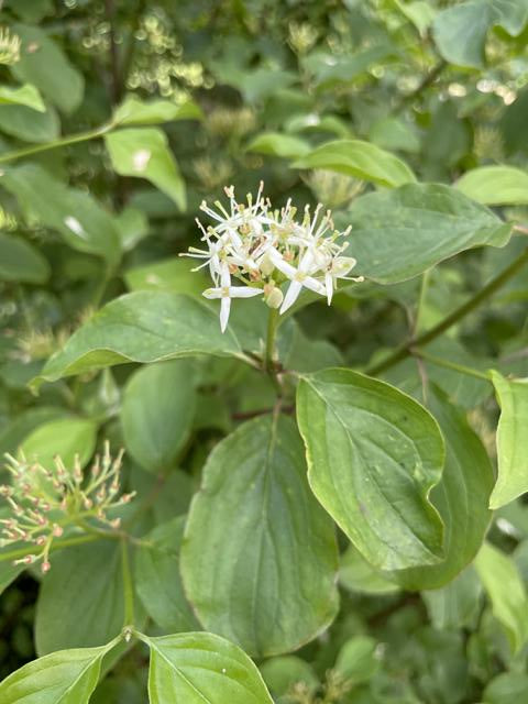 Kleine weiße Blüten des roten Hartriegels mit grünen Blättern