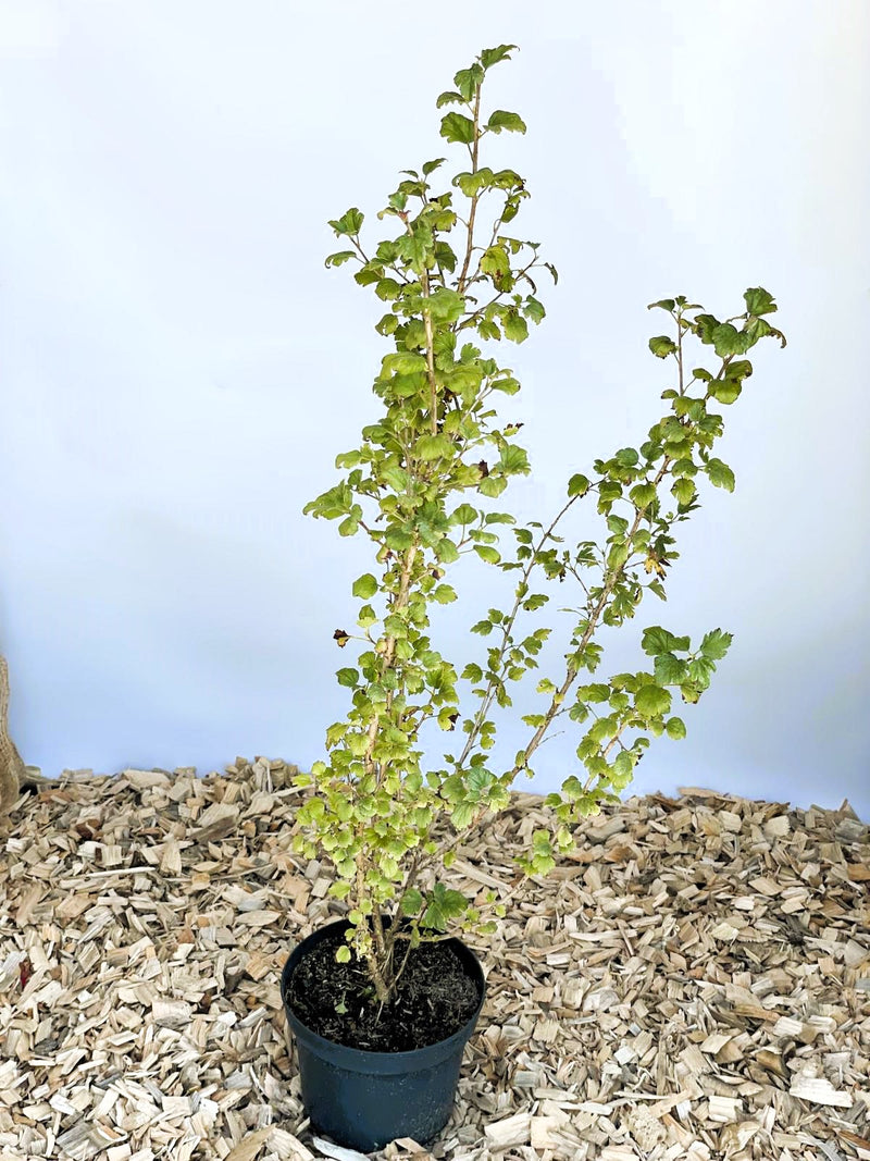 Alpenjohannisbeere - Topf-/Containerpflanzen