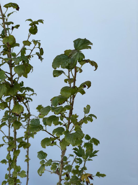 Alpenjohannisbeere - Topf-/Containerpflanzen
