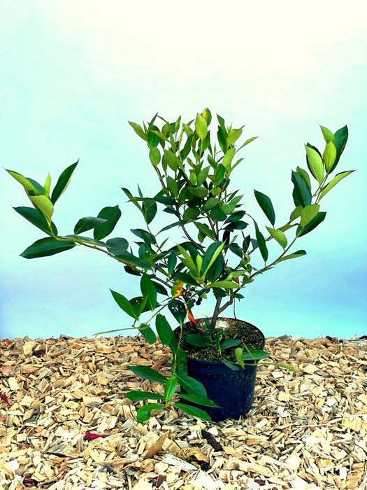 Aroniabeere Hugin mit grünen Blättern und kleinen schwarzen Beeren in schwarzem Topf auf Holzspänen vor blauem Hintergrund.