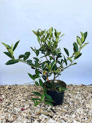 Aroniabeere Hugin mit grünen Blättern und kleinen schwarzen Beeren in schwarzem Topf auf Holzspänen vor blauem Hintergrund.