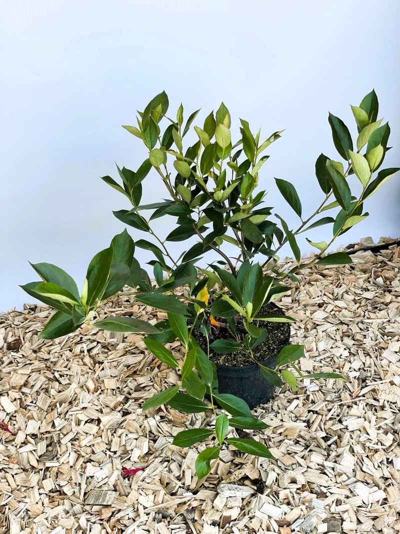 Aroniabeere Hugin mit grünen Blättern in schwarzem Topf auf Holzspänen vor hellem Hintergrund.