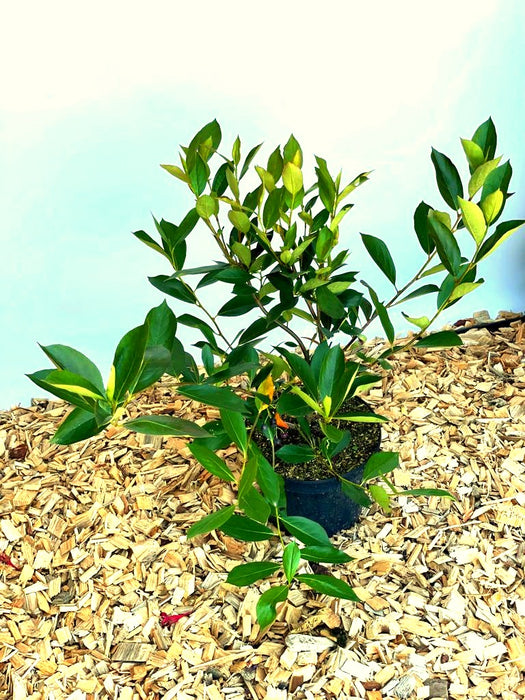 Aroniabeere Hugin mit grünen Blättern in schwarzem Topf auf Holzspänen vor hellem Hintergrund.