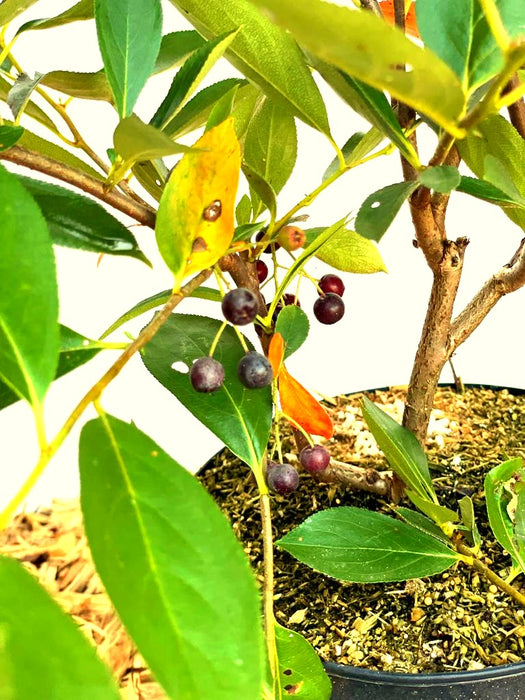 Aroniabeere Hugin mit grünen Blättern, einigen gelben Blättern und kleinen dunkelvioletten Beeren in einem Topf.