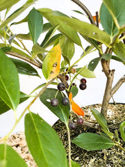 Aroniabeere Hugin mit grünen Blättern, einigen gelb-orange verfärbten Blättern und dunkelvioletten Beeren an Zweigen.