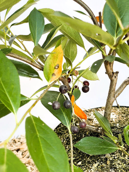 Aroniabeere Hugin mit grünen Blättern, einigen gelb-orange verfärbten Blättern und dunkelvioletten Beeren an Zweigen.