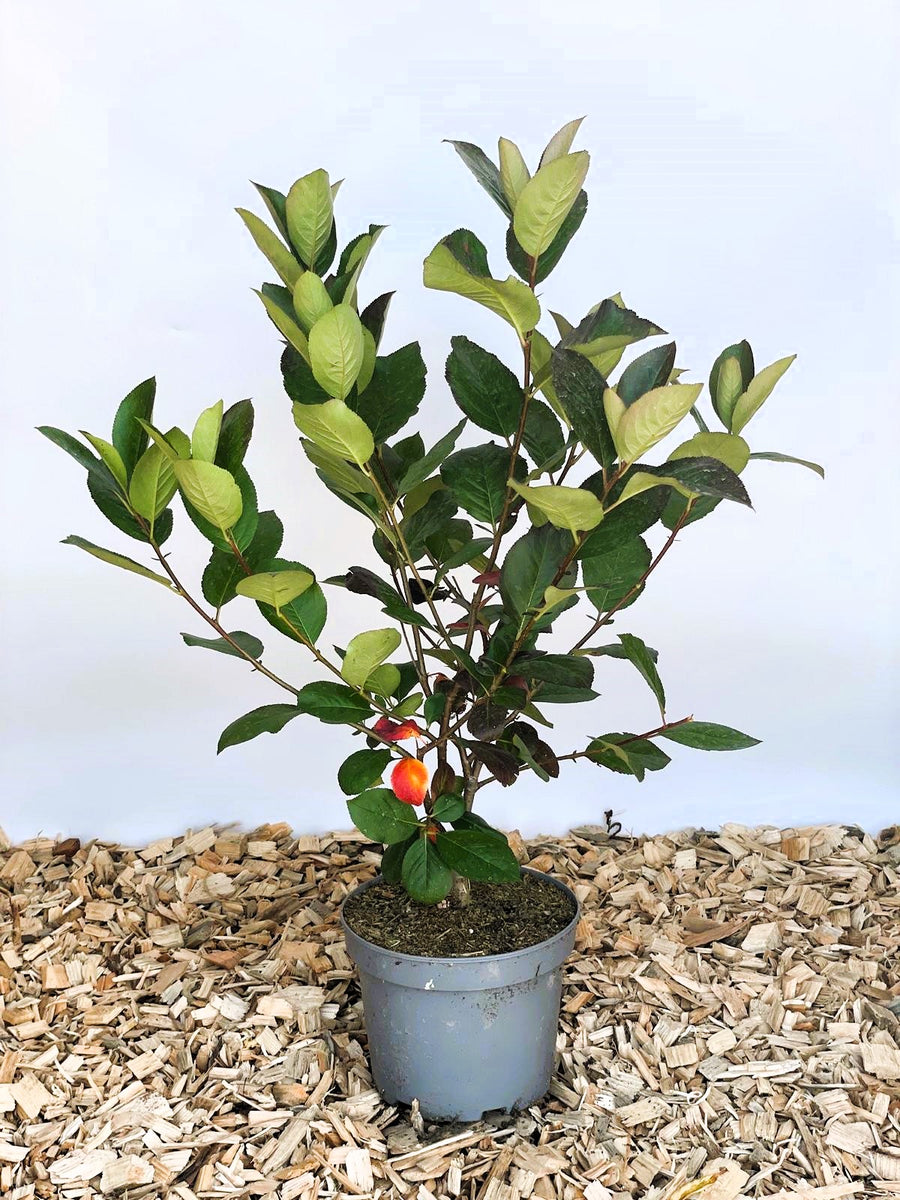 Aroniabeere Prunifolia Nero mit grünen Blättern und einem roten Blatt im grauen Topf auf Holzspänen vor hellem Hintergrund.