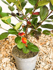 Aroniabeere Prunifolia Nero mit grünen und vereinzelt roten Blättern in grauem Topf auf Holzspänen.