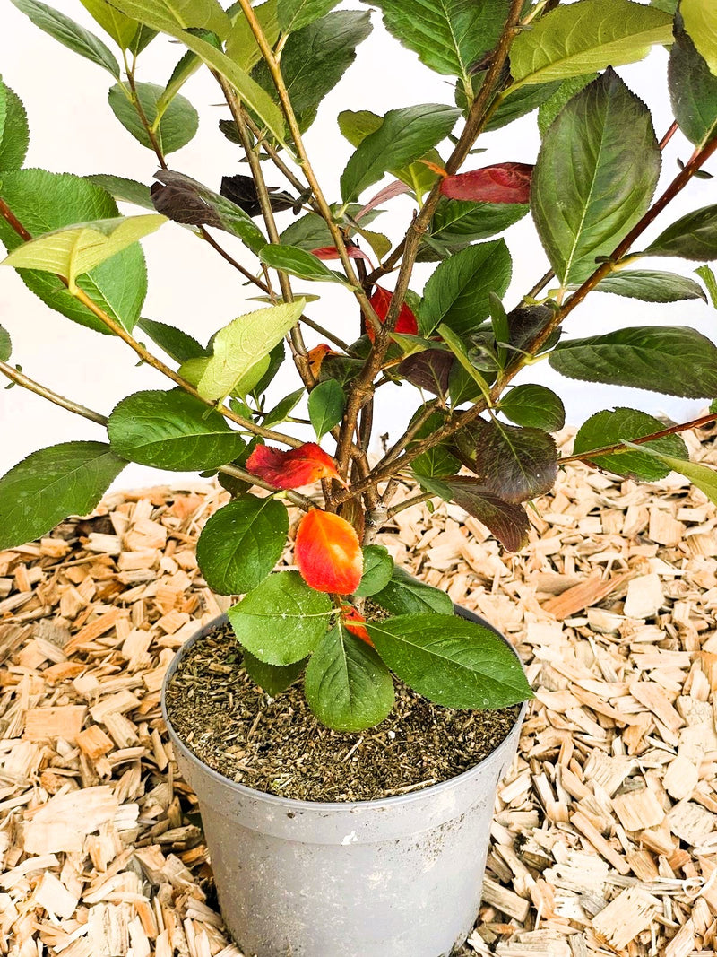 Aroniabeere Prunifolia Nero mit grünen und vereinzelt roten Blättern in grauem Topf auf Holzspänen.