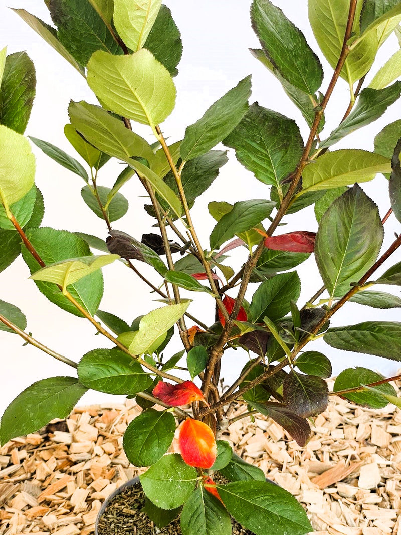 Aroniabeere Prunifolia Nero mit grünen Blättern und einigen rot-gelben Blättern im Topf auf Holzspänen.