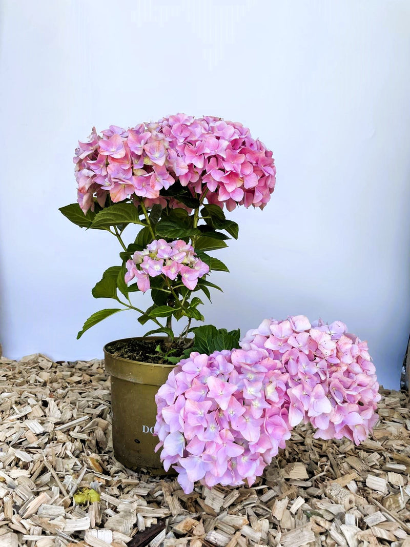 Ballhortensie Hydrangea macrophylla Dolly Buster mit großen rosa Blüten in braunem Topf auf Holzspänen vor hellblauem Hintergrund.
