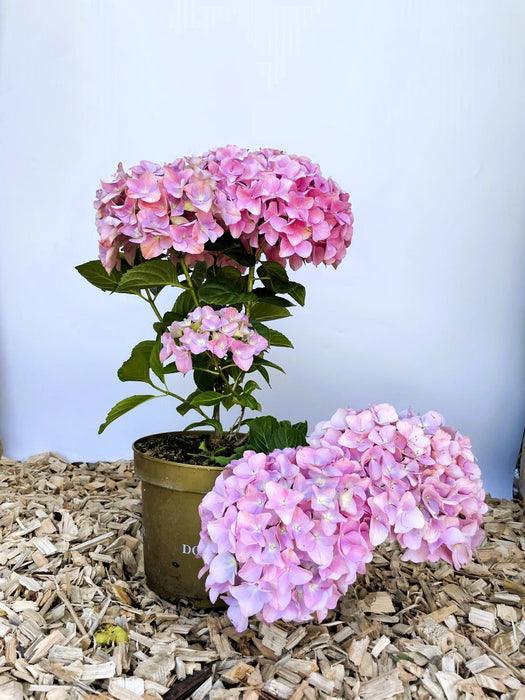 Ballhortensie Hydrangea macrophylla Dolly Buster mit großen rosa Blüten in braunem Topf auf Holzspänen vor hellblauem Hintergrund.