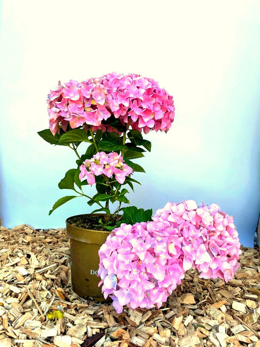 Ballhortensie Hydrangea macrophylla Dolly Buster mit großen rosa Blüten in braunem Topf auf Holzspänen vor hellblauem Hintergrund.