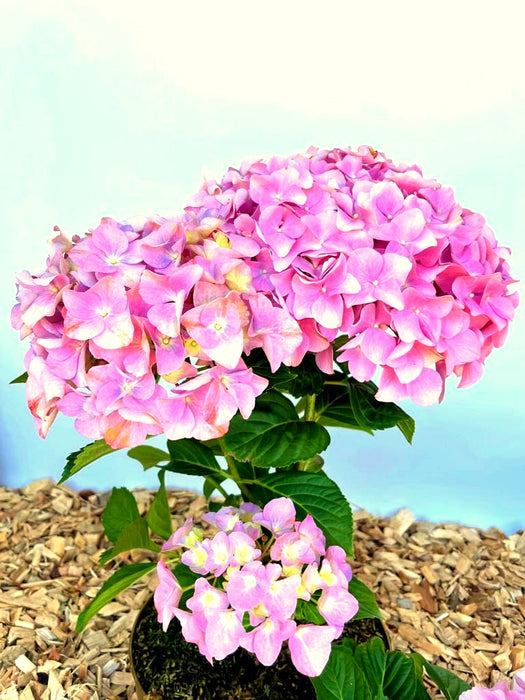 Ballhortensie Hydrangea macrophylla Dolly Buster mit großen rosa Blüten und grünen Blättern vor hellem Hintergrund.