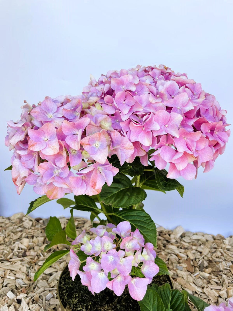 Ballhortensie Hydrangea macrophylla Dolly Buster mit großen rosa Blüten und grünen Blättern vor hellem Hintergrund.
